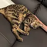 著者アイコン
